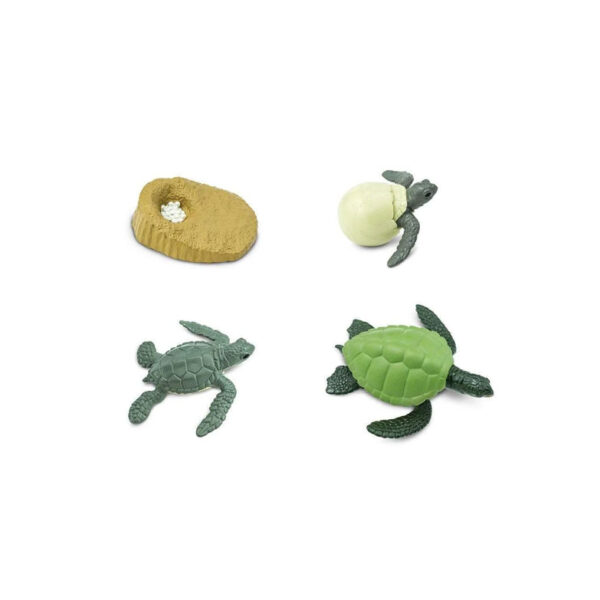 Ciclo de Vida da Tartaruga Marinha - Safari Ltd
