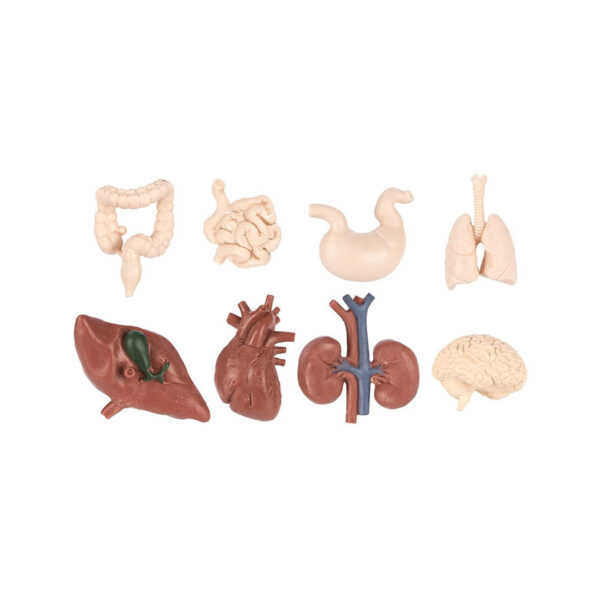 Miniaturas de Órgãos Humanos (pack de 48) - Safari Ltd