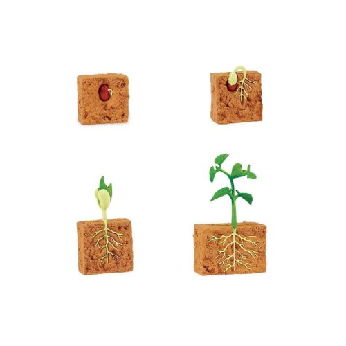 ciclo-vida-planta